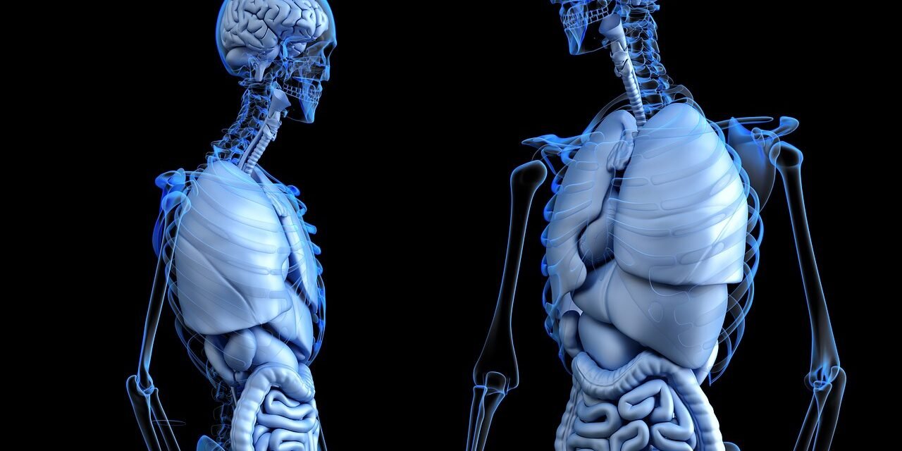 Didysis-krutines-raumuo-1280×640 krūtinės raumuo