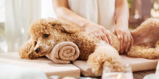 Masazas-augintiniui-800×400 Masažas augintiniui